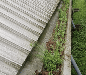 Happy customers in Sunninghill who trust The Roof Moss Cleaners for gutter cleaning services